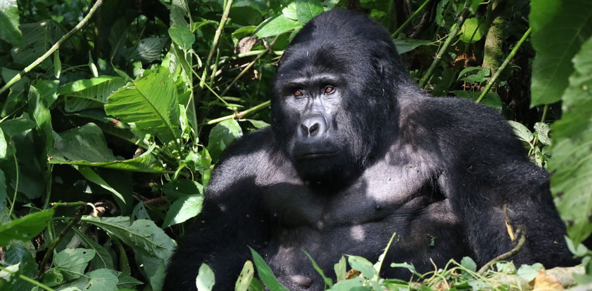 3 days gorilla trekking safari tour in uganda