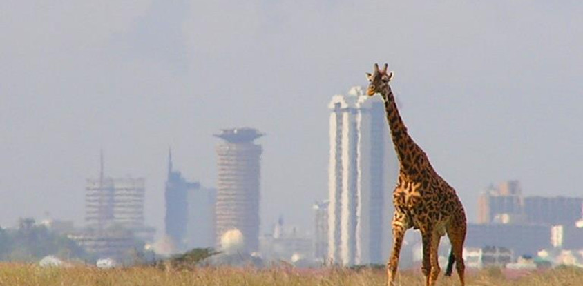 Nairobi national park game drive