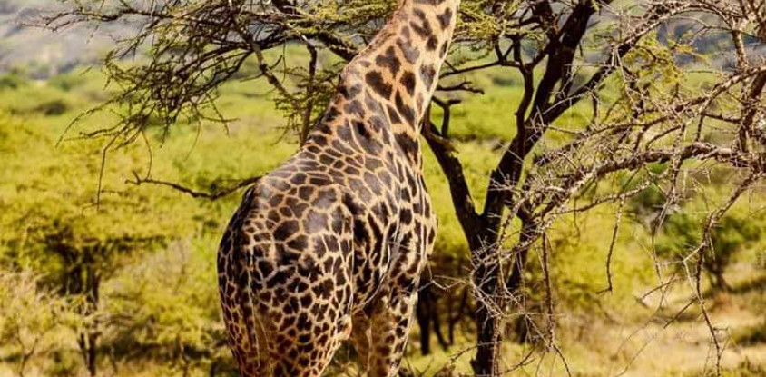 Kenya’s wild heart: a 5-day journey through buffalo springs, samburu & ol pejeta