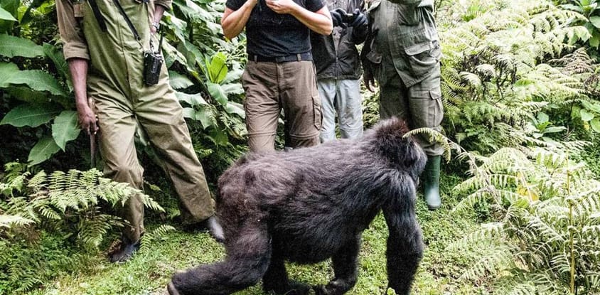 19 days uganda rwanda primates & wildlife safari