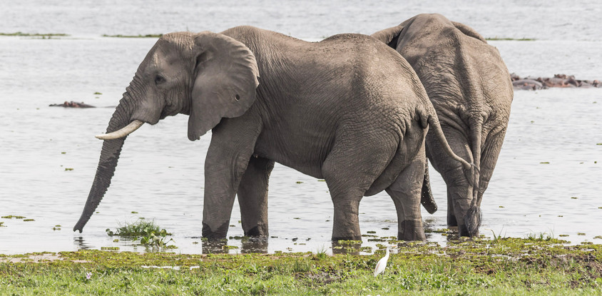 9DAYS WILDLIFE SAFARI