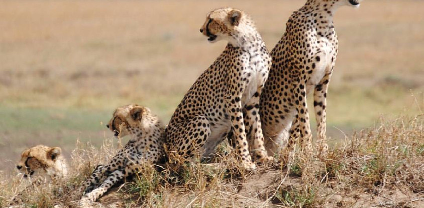 7 day serengeti wilderness lodge safari 