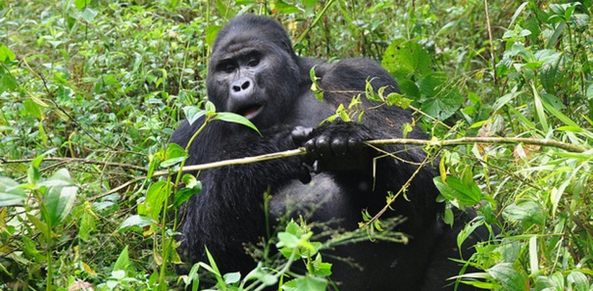 3 days uganda gorillas safaris