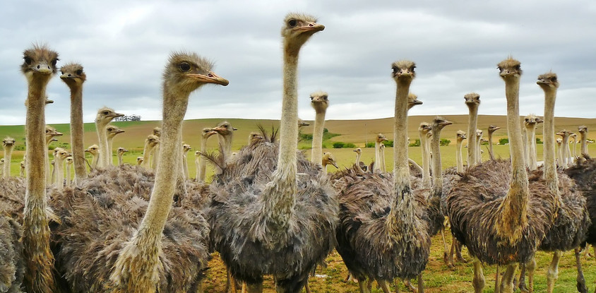 1 day arusha national park tanzania safar