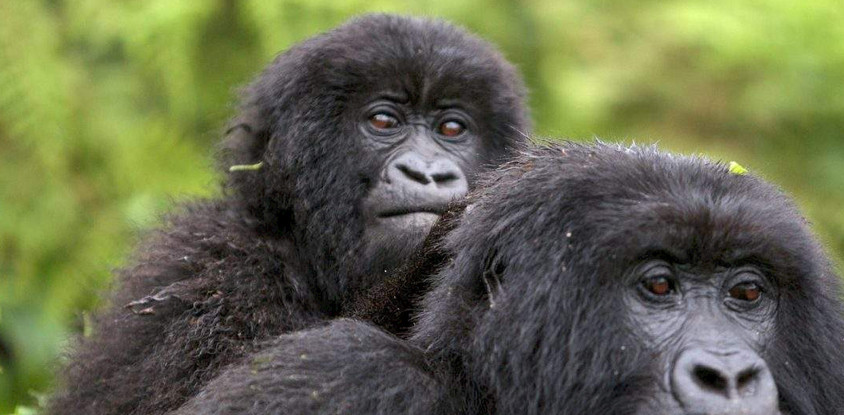 3 days uganda gorilla trekking tour