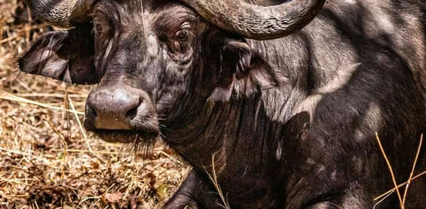 2 days tanzania safari lake manyara national park – ngorongoro crater