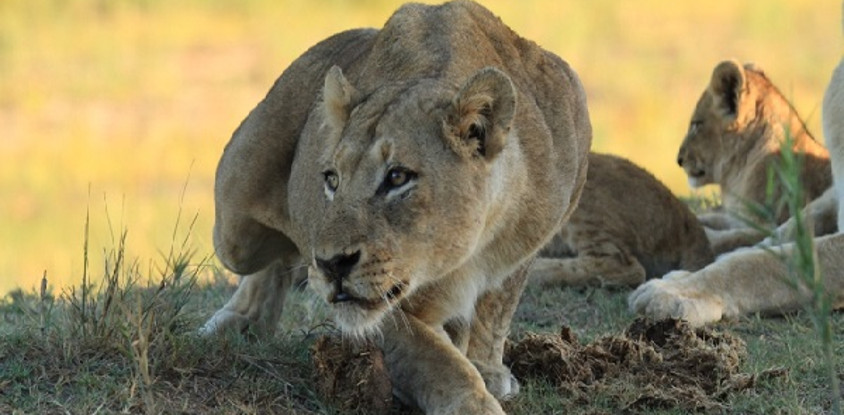 3 day flying package to samburu national reserve