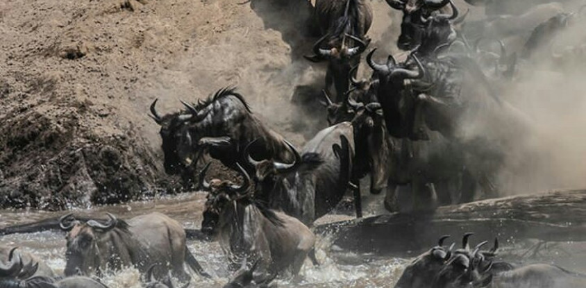 7 days serengeti migration safari
