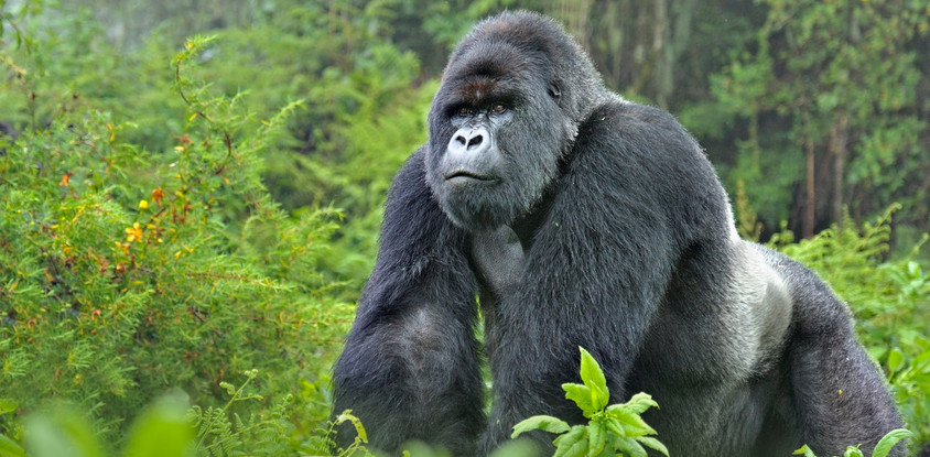 5 days gorilla tour in uganda