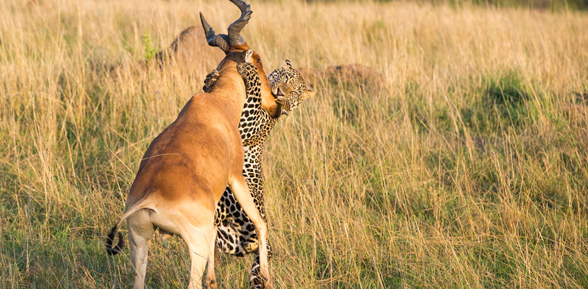 5 days lake nakuru and mara safari