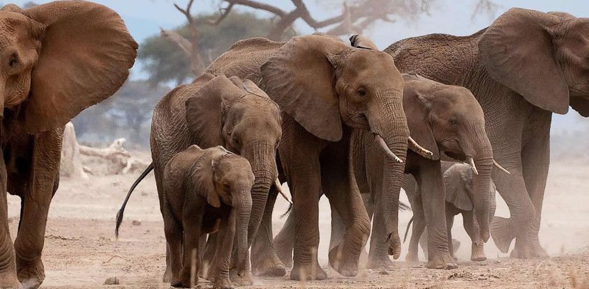 A day tip to tarangire national park