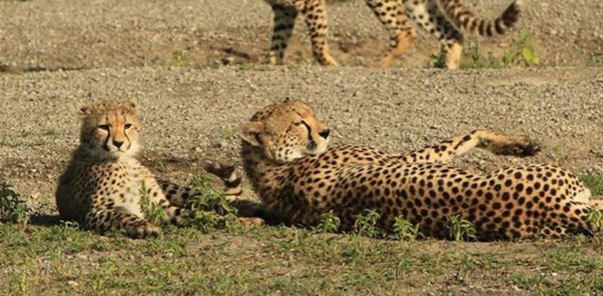 5 days tanzania safari arusha national park, tarangire national park, serengeti national park & ngorongoro crater