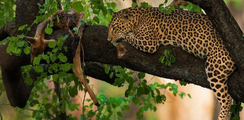  11 days all inclusive luxury african safari trips vacations