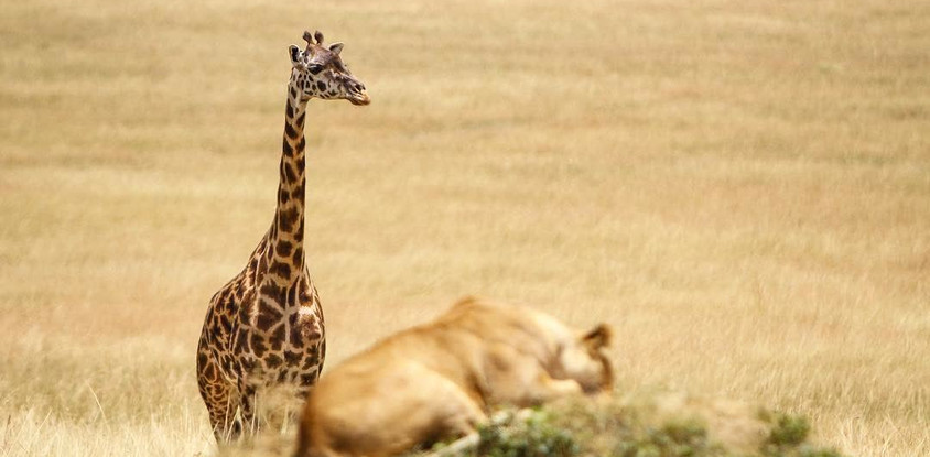 3 day tanzania camping safari