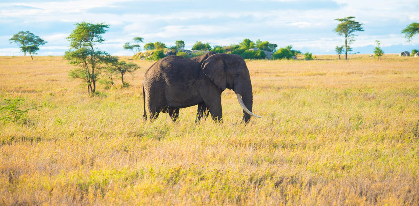 5 days tanzania safari