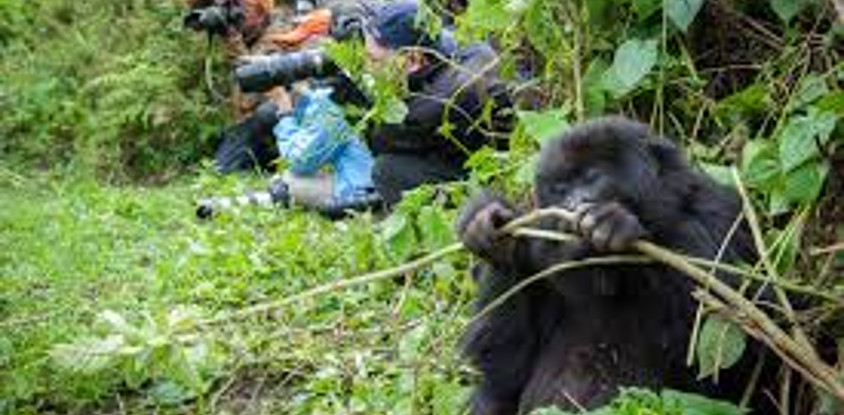 3-day muzungu in the mist gorilla safari