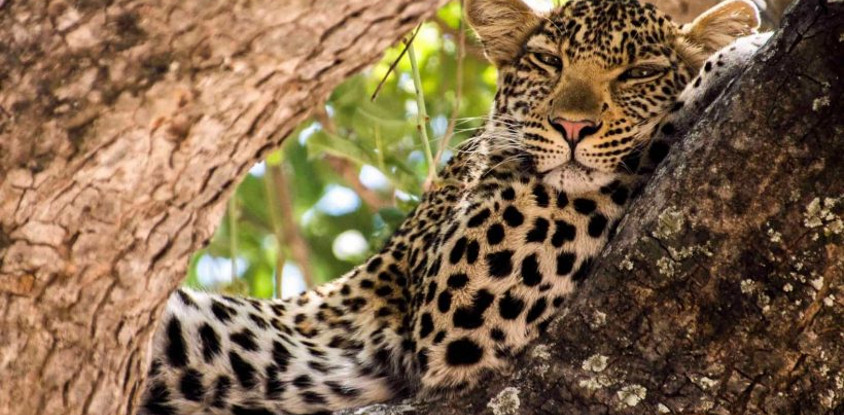 10 days kenya cultural wildlife safari