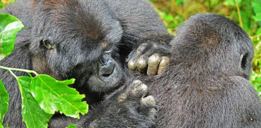 14 days gorillas, game and masai mara safari