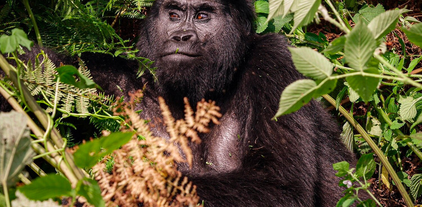 6 days uganda gorillas and wildlife safari