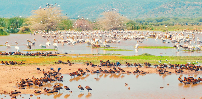 Hakuna matata tanzania safaris