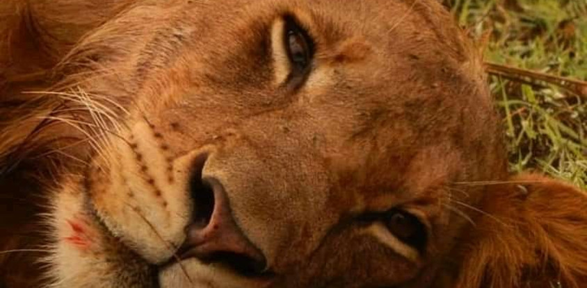 3 days tanzania safari tarangire national park, ngorongoro crater & lake manyara national park