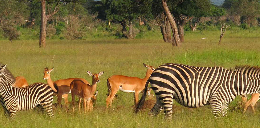 2 days mikumi national park