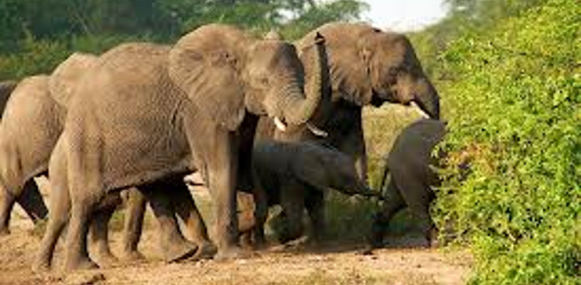 Kenya twin attractions special bush to beach safari