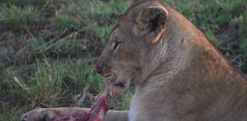 5-day lifetime thrilling maasai mara tour