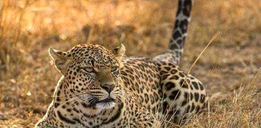 7 days tanzania safari tarangire national park, serengeti national park, ngorongoro crater, arusha national park & lake manyara national park