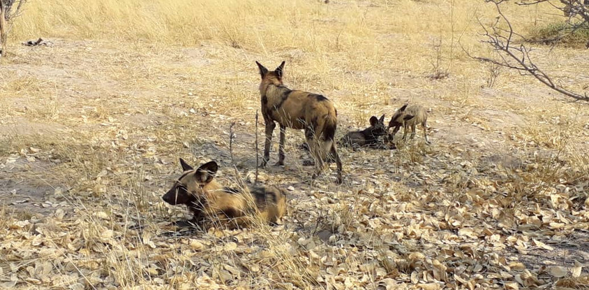 3-day full catered mobile safari moremi game reserve