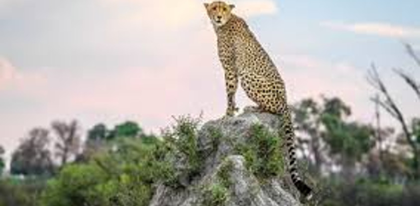9 days serengeti great migration safari packages