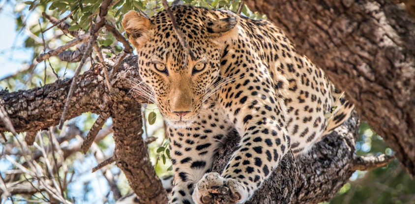A thrilling safari experience with an eco-friendly kruger national park