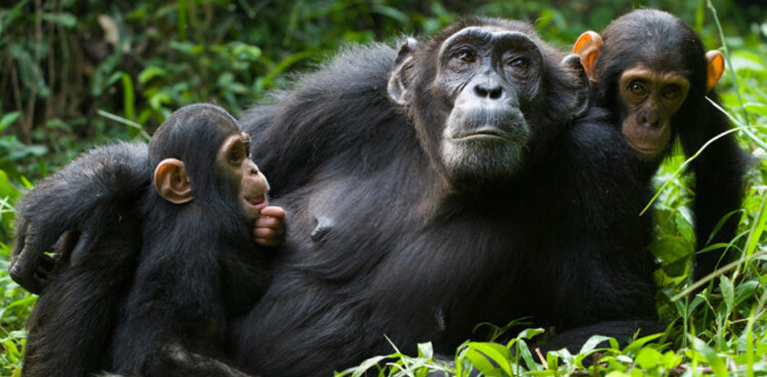 04 day primates to predators: kibale & queen elizabeth safari