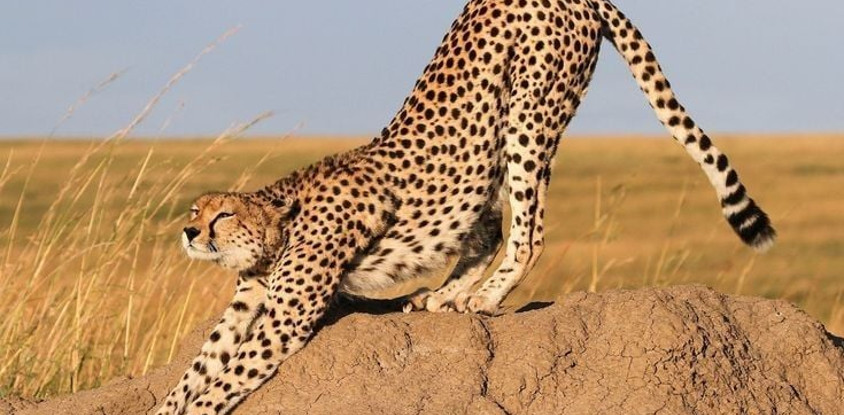 06 days best of kenya budget safari in a jeep