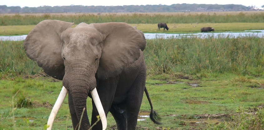 1-day flying from zanzibar to mikumi np impressive safari tour