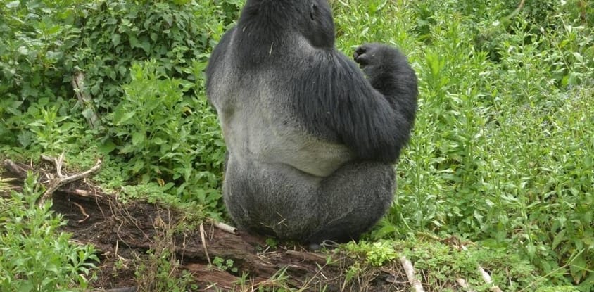 1 day gorilla trek