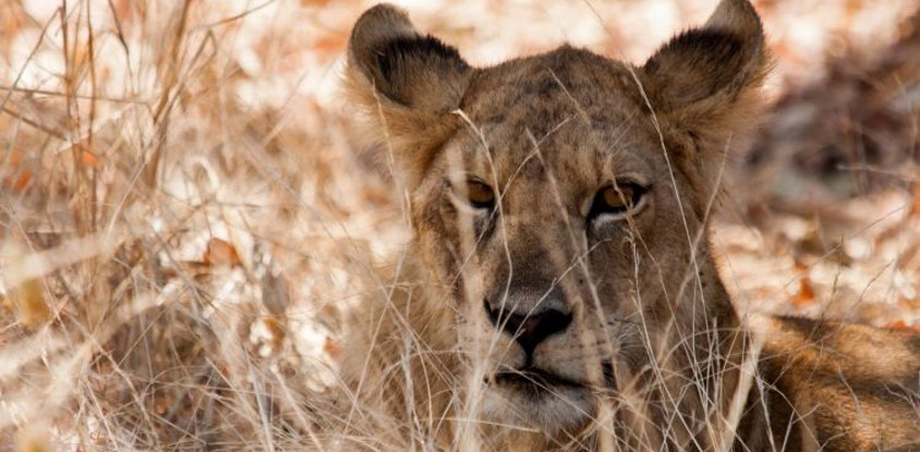 1 day joining tanzania safari in arusha national park with burigi chato safari co l.t.d