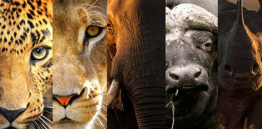 10-day rwanda & uganda gorillas and african big five tour