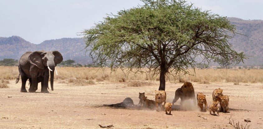 10-day shared serengeti-ngorongoro-tarangire & manyara