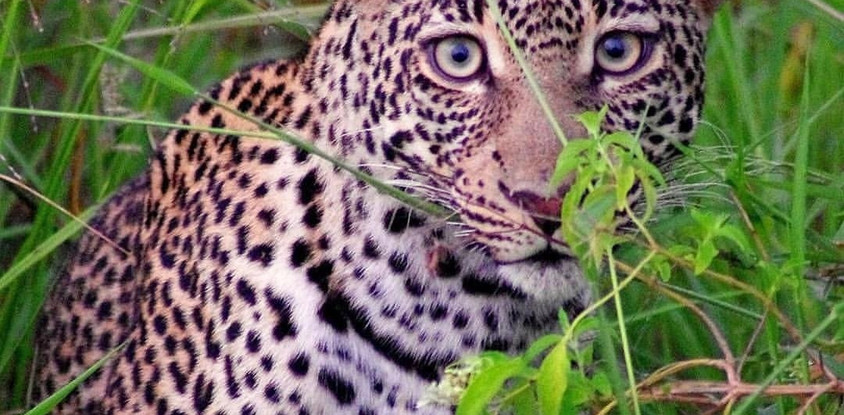 10 DAYS SECLUDES SAFARI