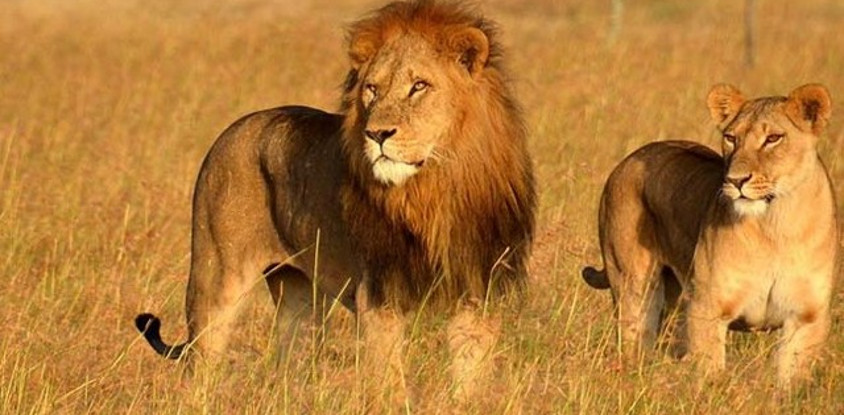 12 day tanzania cultural tourism and game drives safari