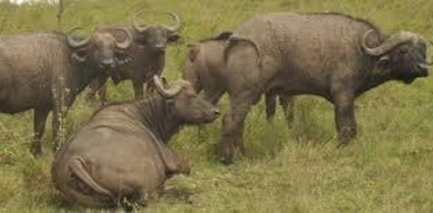 12 days ultimate east africa safari and adventure wildlife safari