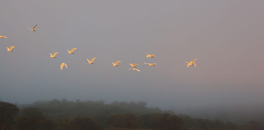 20 days uganda birding safari for albertine rift endemics