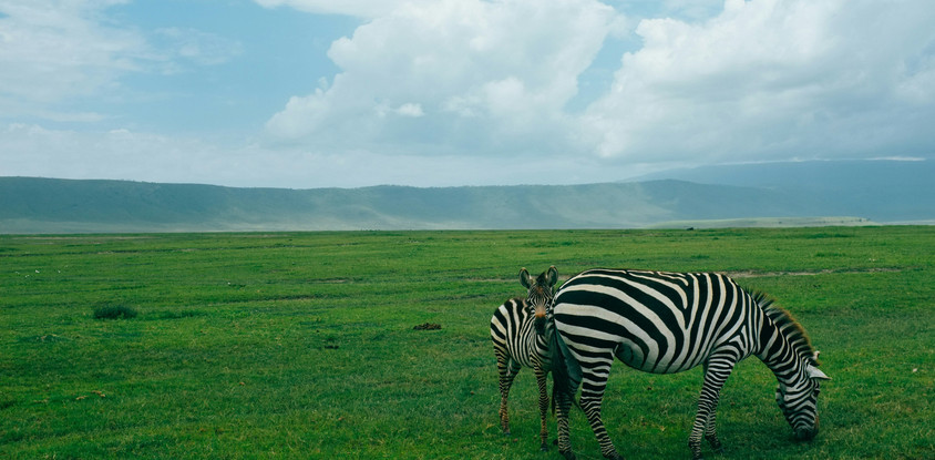 2- day fly-in safari from zanzibar