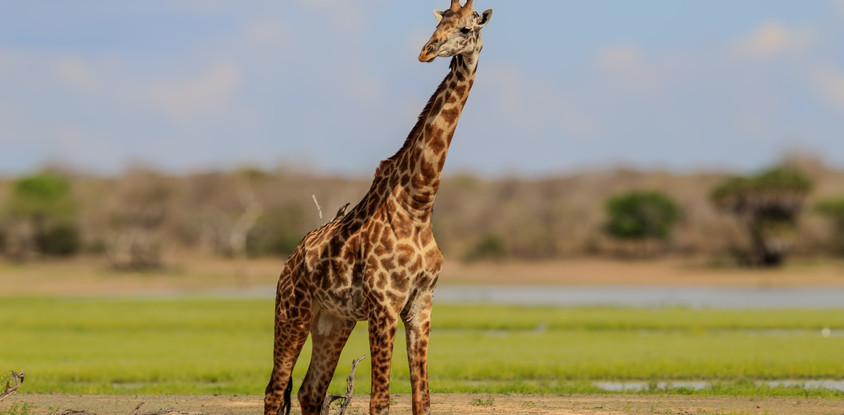 2-day selous (nyerere national park) safari package – game drives & boat safari