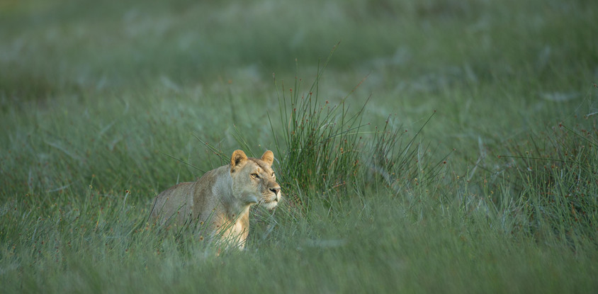 2-day tarangire & ngorongoro safari from zanzibar