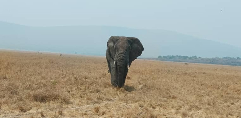2 days akagera national park visit