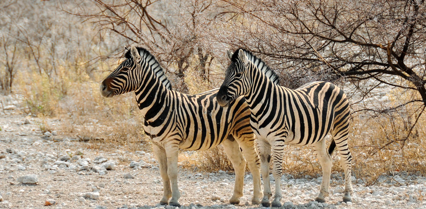 2- days arusha & tarangire tanzania safari