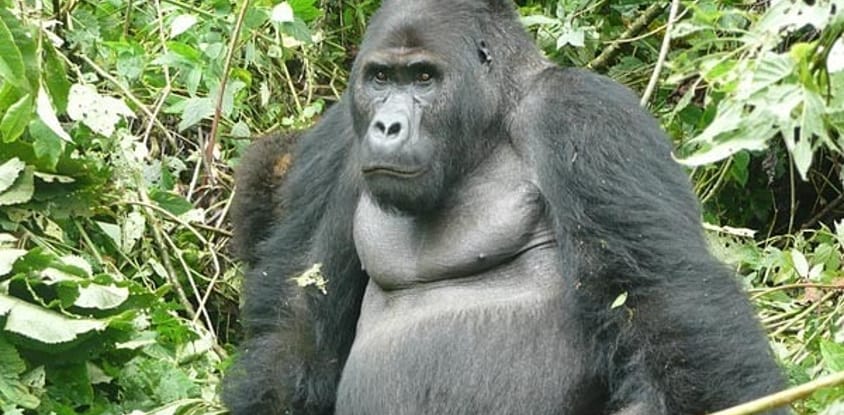 2 days uganda gorilla safari