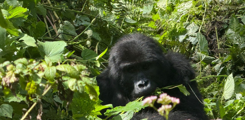 3 day gorilla trekking safari in uganda 
